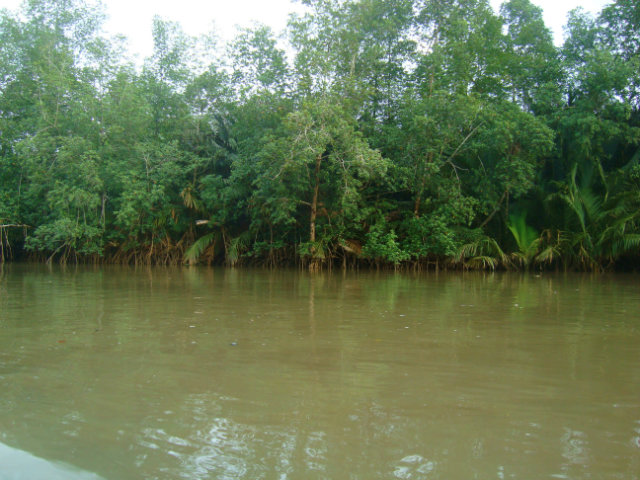 Mangrove trees along the edge of the Calabar River.